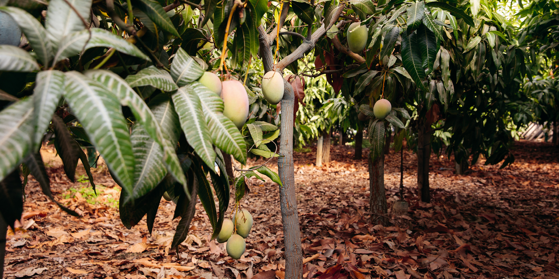 Mangoplantage Mangoplantage