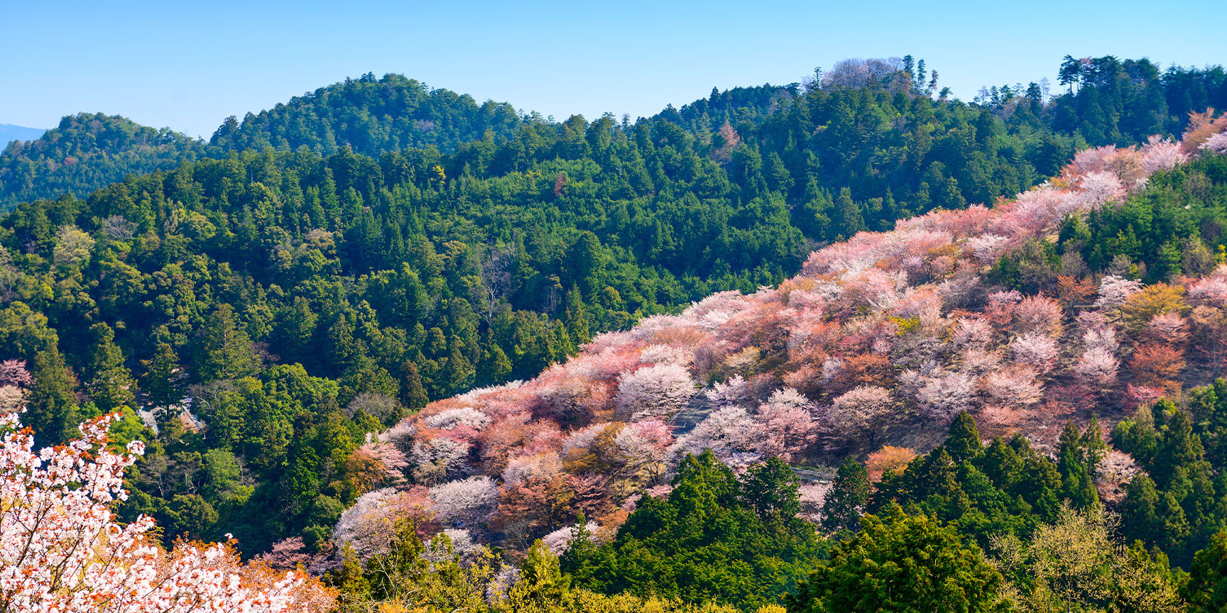 Kirschblütenberg Yoshinoyama in Japan Kirschblütenberg Yoshinoyama in Japan