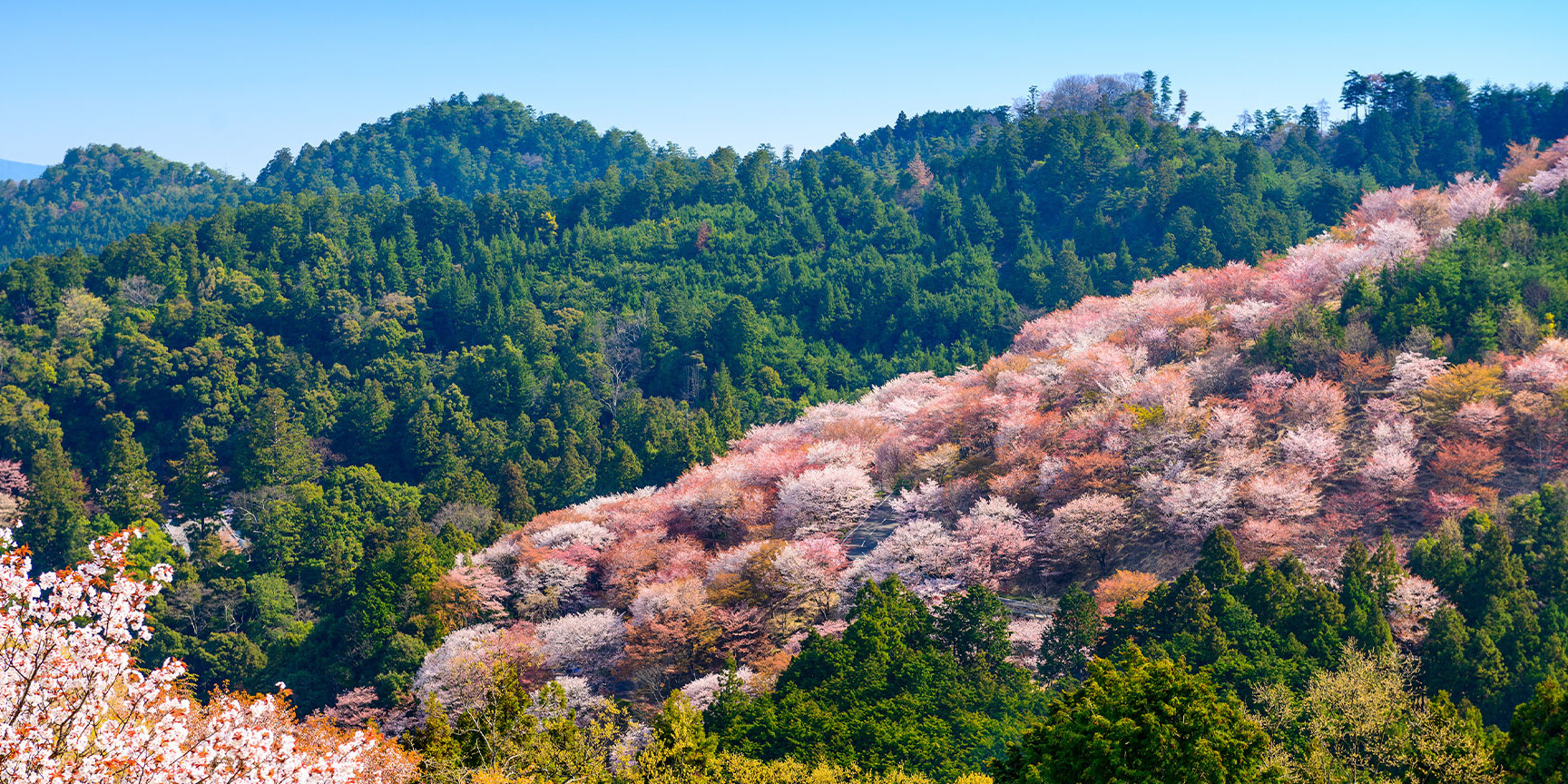Kirschblütenberg Yoshinoyama in Japan Kirschblütenberg Yoshinoyama in Japan