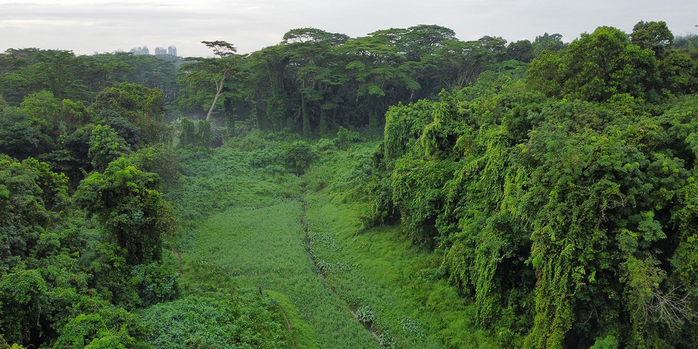Clementi Forest Clementi Forest